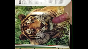 Tiger tube gay